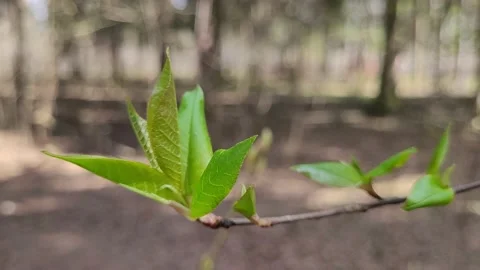 First green leaves on tree branches in spring. Nature 4k Stock-Footage 187137626