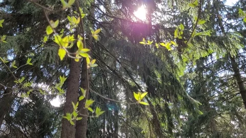 First green leaves on tree branches in spring. Nature 4k Video stock 187139740