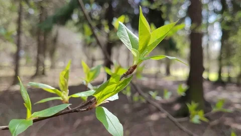 First green leaves on tree branches in spring. Nature 4k Stock-Footage 187140016