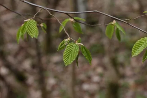 The first green leaves on trees in spring Stock Photos