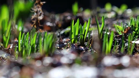 First green plants in spring close up 4k 25fps video Stock Footage 330045689