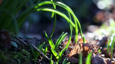 First green plants in spring close up 4k 25fps video Stock-Footage 330045793