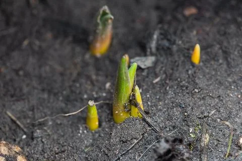 The first green sprouts of early spring flowers make their way to the sun Foto stock