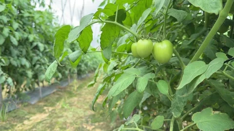 First green tomatoes appear on the vine surrounded by leaves, with supporting Vídeo Stock 328171262