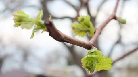 First green vine leaves. Vídeo Stock 49251623