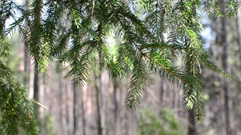 The first greenery in the forest. Wind. sunny meadow. Stock Footage 239731258