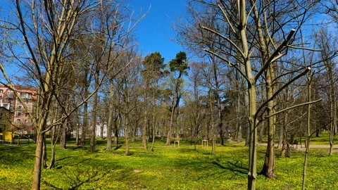 The first greenery in the park after winter, green grass and bare trees Stock Footage 194862022