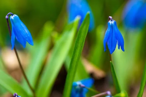 The first growing spring flowers Stock Photos