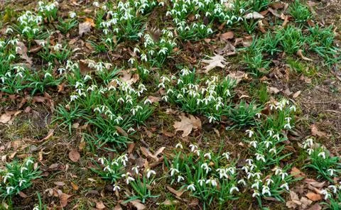 The first growing spring flowers Stock Photos