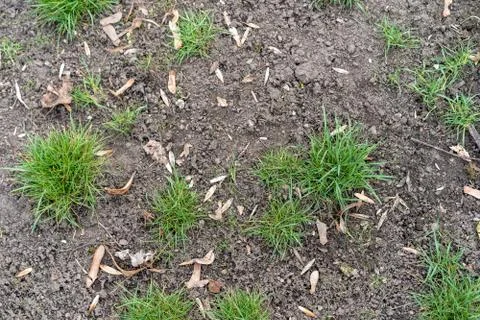 The first growing spring green grass Stock Photos