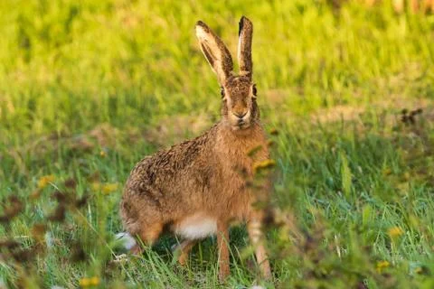 First hare in a wild meadow Stock Photos