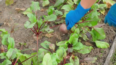 First harvest of young red beets. Female hands in rubber gloves pull the red Stock Footage 270039216