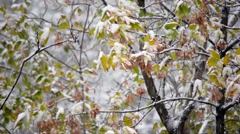 First heavy snow fall against Box-elder (Acer negundo). Vídeo Stock 55837697