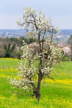 First hints of spring Stock Photos