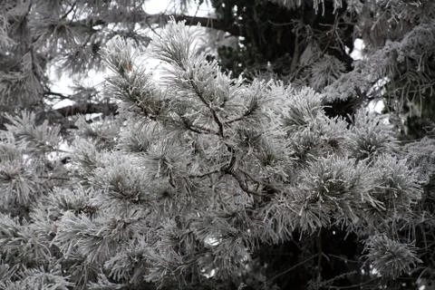 First icy greetings of a real winter Stock Photos