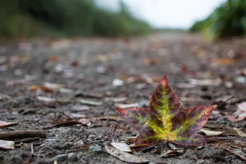 First leaf of autumn Stock Photos