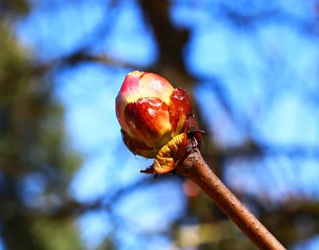First leaf buds on young branches of a chestnut tree in early spring on a sun Stock Photos