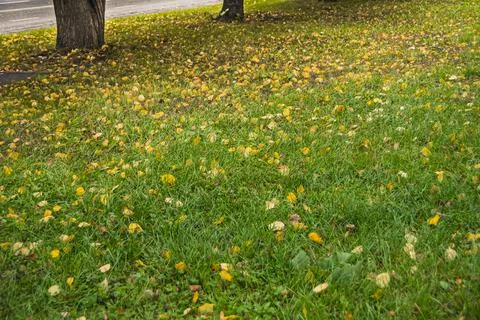First leaf fall on autumn day. Yellow leaves in green grass after strong wind Foto stock