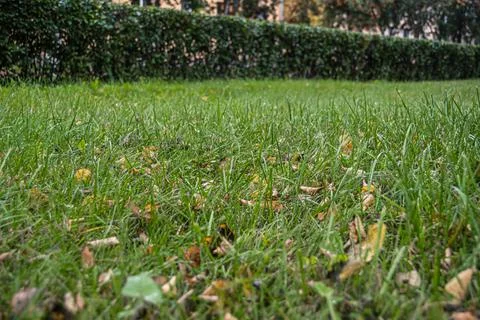 First leaf fall on autumn day. Yellow leaves in green grass after strong wind Stock Photos