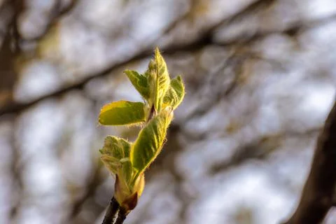 The first leaves begin to bloom under the warm rays of the spring sun prepari Stock Photos