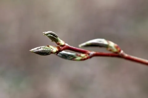 The first leaves begin to spring up in the trees. Stock Photos