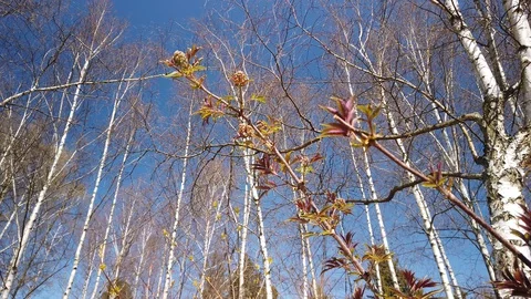 The first leaves bloom on trees in spring. Sky and trees Stock-Footage 129556660