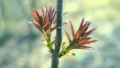 First leaves on a branch in early spring Stock Footage 74778091