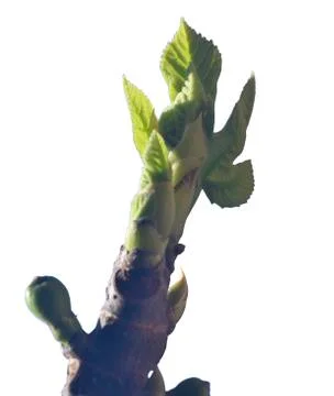 First leaves on a branch Stock Photos