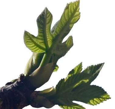First leaves on a branch Stock Photos