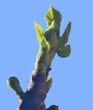 First leaves on a branch Foto stock