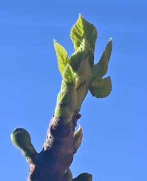 First leaves on a branch Stock Photos