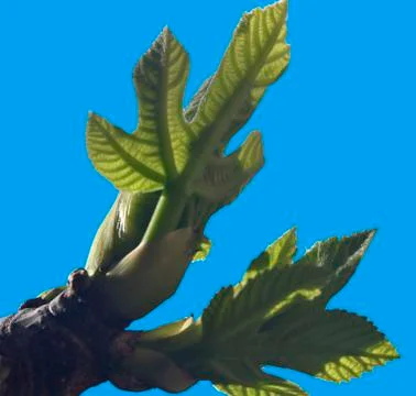 First leaves on a branch Stock Photos