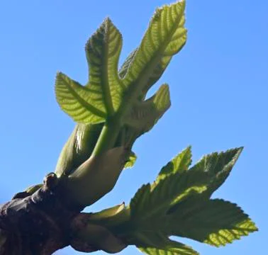 First leaves on a branch Stock Photos