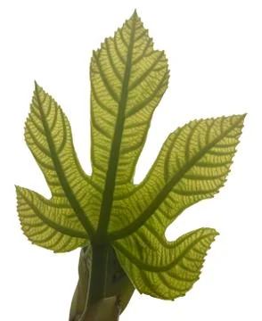 First leaves on a branch Stock Photos
