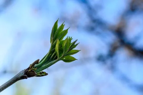 First leaves on a branch of the tree Stock Photos