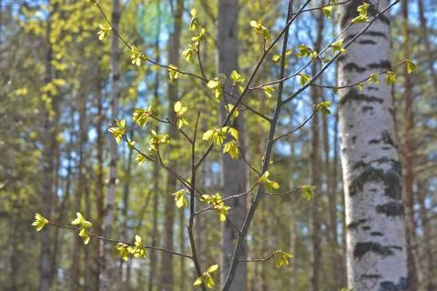 First leaves on the branches of birch. Stock Photos