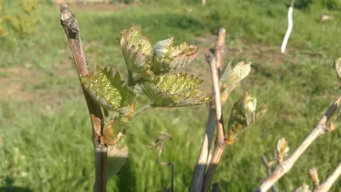 First leaves of Buds of a Grape Vitis in spring close up and Grass – Crimea Stock Footage 90510815