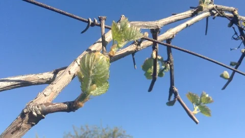 First leaves of Buds of a Grape Vitis Branch in spring close up and Blue Sky Stock Footage 90511046