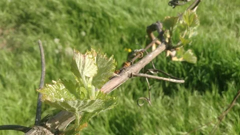 First leaves of Buds of a Grape Vitis in spring close up and Grass – Crimea 2 Stock Footage 90511708