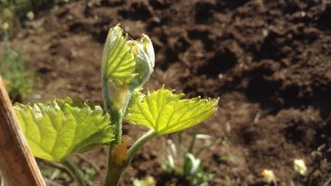 First leaves From Buds of a Grape Vitis in spring close up and Soil – Crimea Stock Footage 90515819