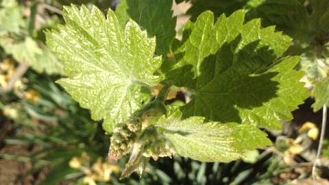 First leaves From Buds of a Grape Vitis in spring close up and Soil – Crimea 2 Stock Footage 90515994