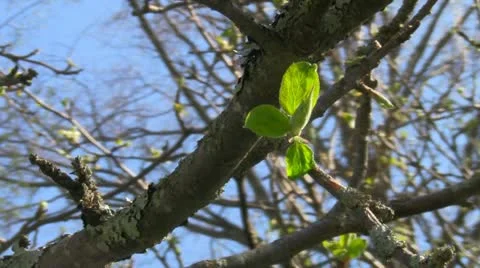 First leaves Video stock 10978297