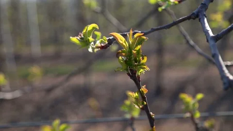 First leaves grow in April on the apple tree at the column apple variety Malus Stockbeeldmateriaal 128300020