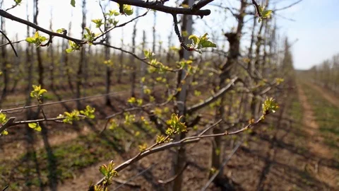 First leaves grow in April on the apple tree at the column apple variety Malus 스톡 동영상 128300066