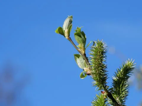 The first leaves of spring against the blue sky Stock Photos