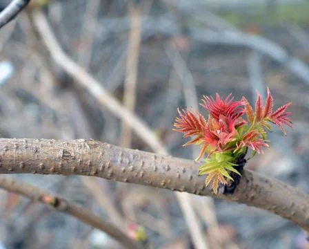First leaves in the spring. Stock Photos