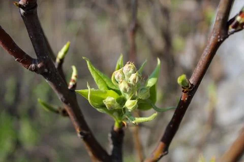 The first leaves in spring on a tree and flowering 写真素材