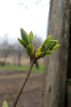 The first leaves sprout on the trees Foto stock