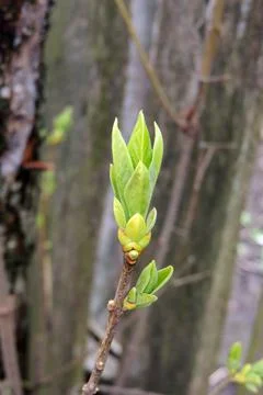 The first leaves sprout on the trees Stock Photos
