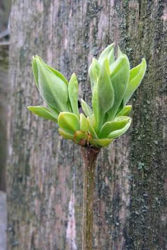 The first leaves sprout on the trees Stock Photos
